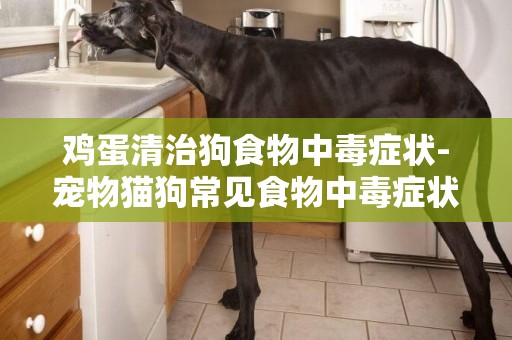 雞蛋清治狗食物中毒癥狀-寵物貓狗常見食物中毒癥狀及治療方法