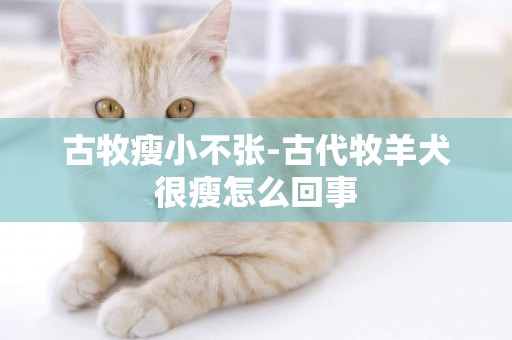 古牧瘦小不張-古代牧羊犬很瘦怎么回事