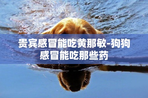 貴賓感冒能吃黃那敏-狗狗感冒能吃那些藥