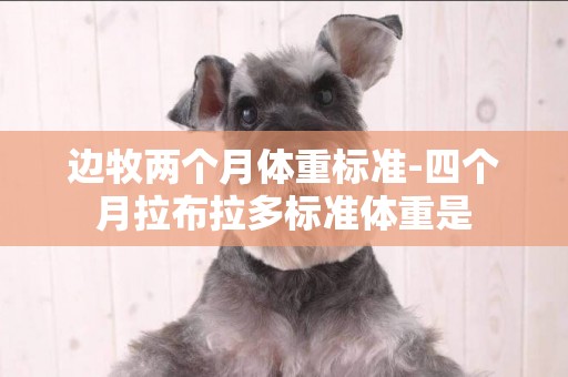 邊牧兩個月體重標準-四個月拉布拉多標準體重是