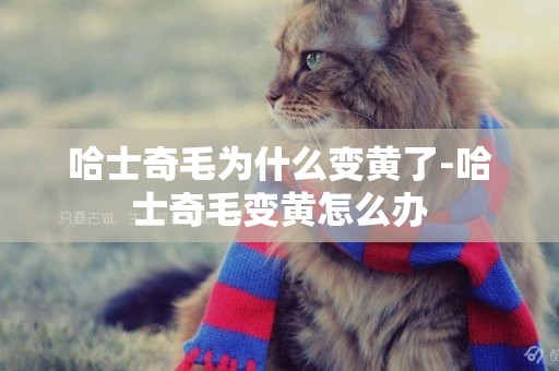 哈士奇毛為什么變黃了-哈士奇毛變黃怎么辦