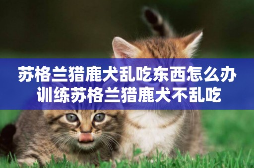 蘇格蘭獵鹿犬亂吃東西怎么辦 訓練蘇格蘭獵鹿犬不亂吃