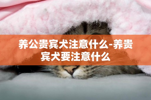 養公貴賓犬注意什么-養貴賓犬要注意什么