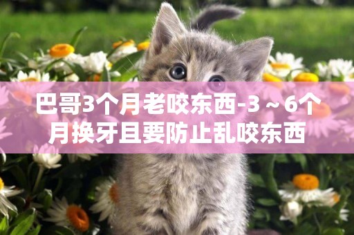巴哥3個月老咬東西-3～6個月換牙且要防止亂咬東西