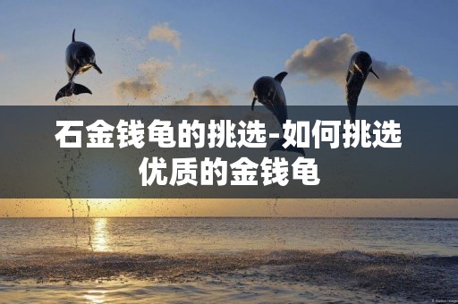石金錢龜的挑選-如何挑選優質的金錢龜