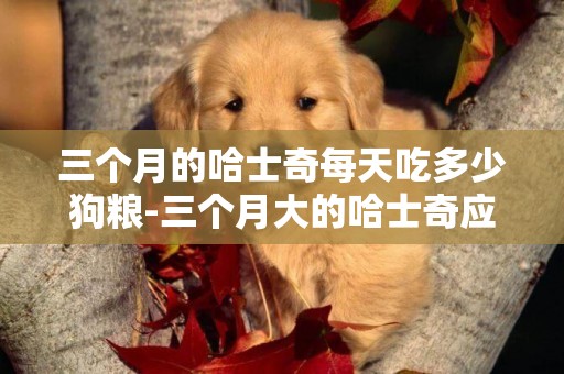 三個月的哈士奇每天吃多少狗糧-三個月大的哈士奇應該吃多少狗糧