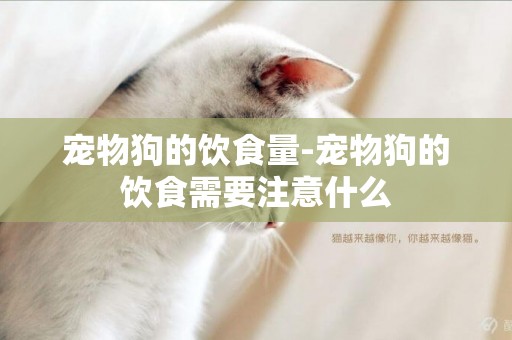 寵物狗的飲食量-寵物狗的飲食需要注意什么