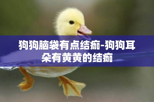 狗狗腦袋有點結痂-狗狗耳朵有黃黃的結痂