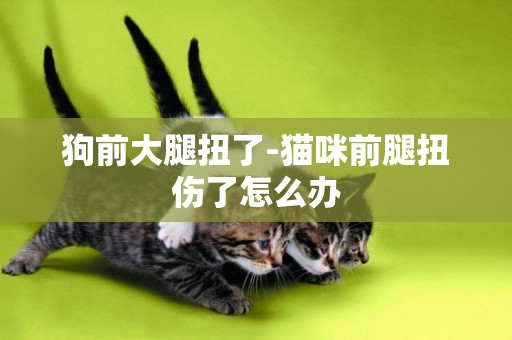 狗前大腿扭了-貓咪前腿扭傷了怎么辦