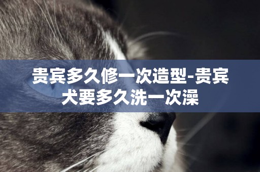貴賓多久修一次造型-貴賓犬要多久洗一次澡