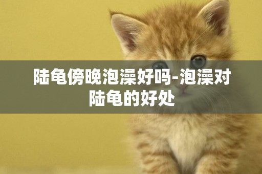 陸龜傍晚泡澡好嗎-泡澡對陸龜的好處