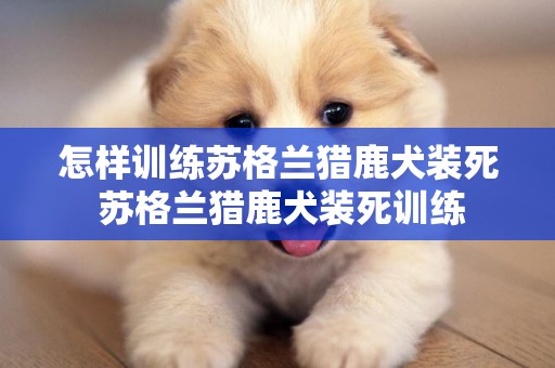 怎樣訓練蘇格蘭獵鹿犬裝死 蘇格蘭獵鹿犬裝死訓練