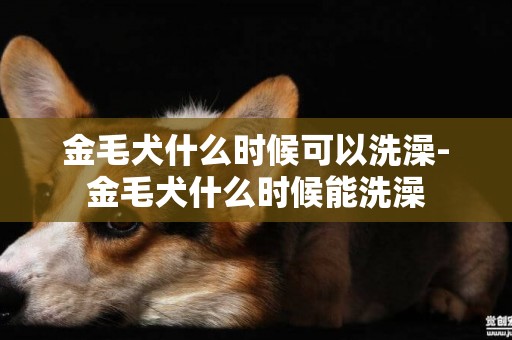 金毛犬什么時候可以洗澡-金毛犬什么時候能洗澡