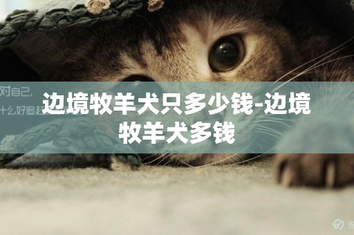 邊境牧羊犬只多少錢-邊境牧羊犬多錢