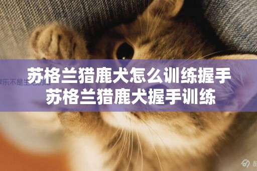蘇格蘭獵鹿犬怎么訓練握手 蘇格蘭獵鹿犬握手訓練