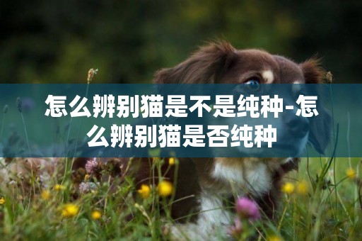 怎么辨別貓是不是純種-怎么辨別貓是否純種