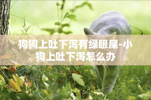 狗狗上吐下瀉有綠眼屎-小狗上吐下瀉怎么辦