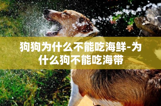 狗狗為什么不能吃海鮮-為什么狗不能吃海帶