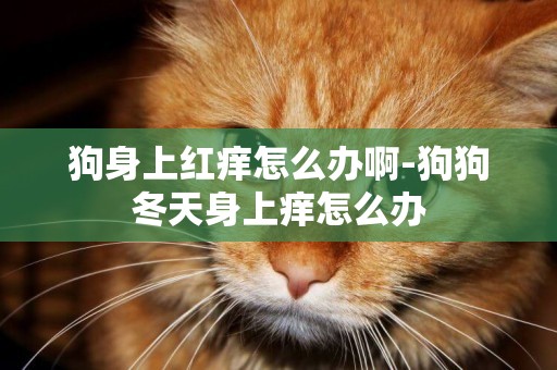 狗身上紅癢怎么辦啊-狗狗冬天身上癢怎么辦