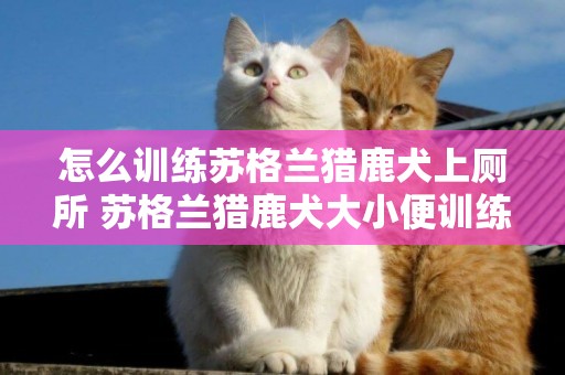 怎么訓練蘇格蘭獵鹿犬上廁所 蘇格蘭獵鹿犬大小便訓練