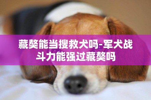 藏獒能當搜救犬嗎-軍犬戰斗力能強過藏獒嗎