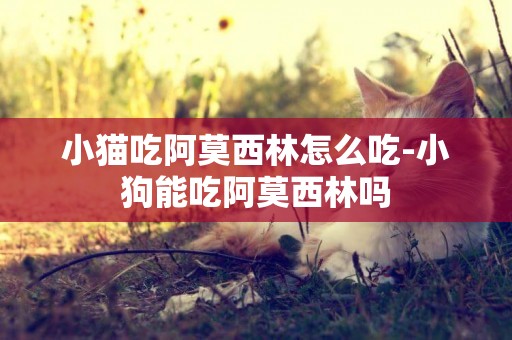 小貓吃阿莫西林怎么吃-小狗能吃阿莫西林嗎