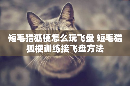 短毛獵狐梗怎么玩飛盤 短毛獵狐梗訓練接飛盤方法