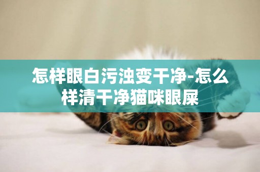 怎樣眼白污濁變干凈-怎么樣清干凈貓咪眼屎