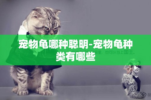 寵物龜哪種聰明-寵物龜種類有哪些