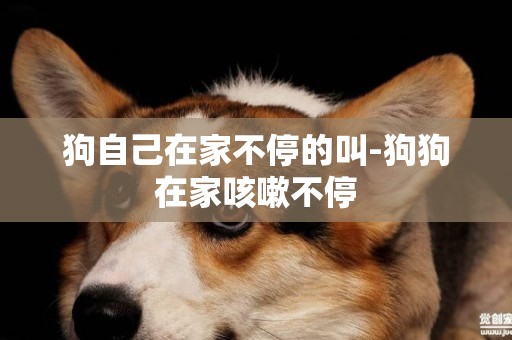 狗自己在家不停的叫-狗狗在家咳嗽不停