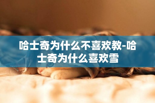 哈士奇為什么不喜歡教-哈士奇為什么喜歡雪