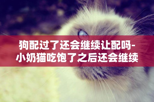 狗配過了還會繼續讓配嗎-小奶貓吃飽了之后還會繼續吃東西嗎