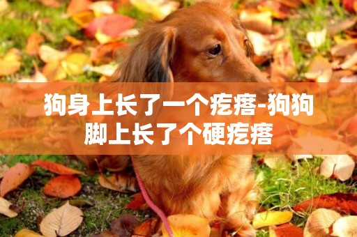 狗身上長了一個疙瘩-狗狗腳上長了個硬疙瘩
