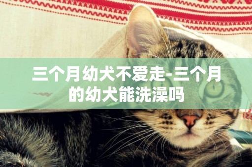 三個月幼犬不愛走-三個月的幼犬能洗澡嗎