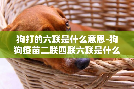 狗打的六聯是什么意思-狗狗疫苗二聯四聯六聯是什么意思