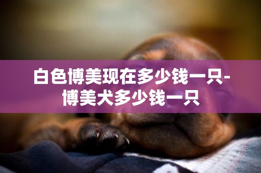 白色博美現在多少錢一只-博美犬多少錢一只