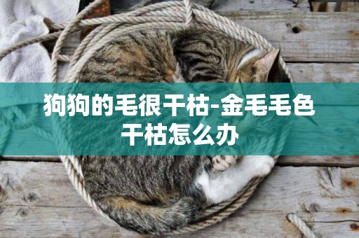 狗狗的毛很干枯-金毛毛色干枯怎么辦