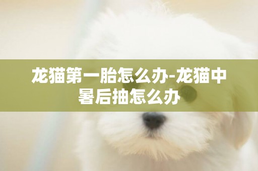 龍貓第一胎怎么辦-龍貓中暑后抽怎么辦