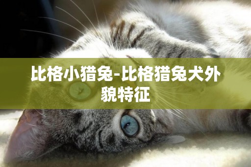 比格小獵兔-比格獵兔犬外貌特征