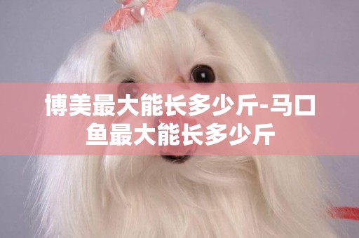 博美最大能長多少斤-馬口魚最大能長多少斤