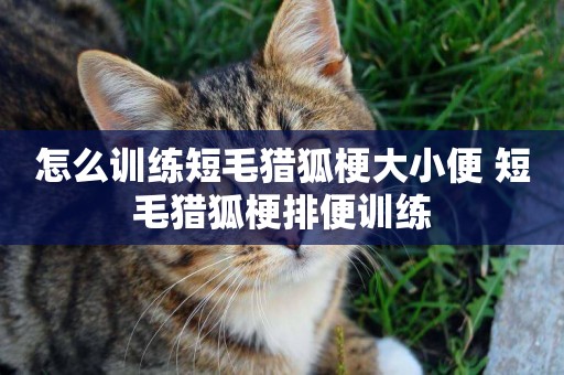 怎么訓練短毛獵狐梗大小便 短毛獵狐梗排便訓練