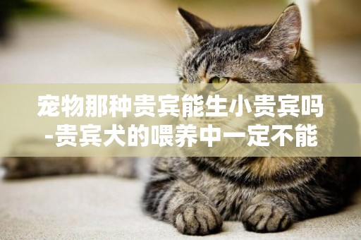 寵物那種貴賓能生小貴賓嗎-貴賓犬的喂養中一定不能喂的“四種食物”