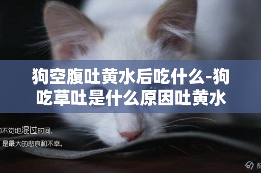 狗空腹吐黃水后吃什么-狗吃草吐是什么原因吐黃水
