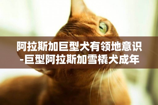 阿拉斯加巨型犬有領地意識-巨型阿拉斯加雪橇犬成年后多少斤