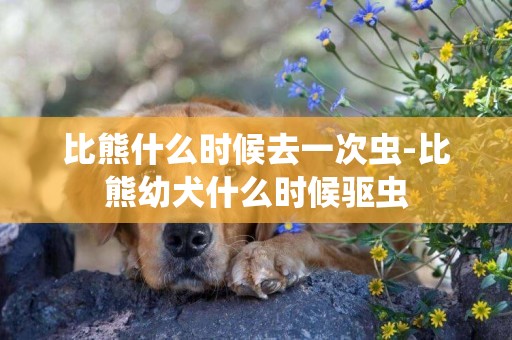 比熊什么時候去一次蟲-比熊幼犬什么時候驅蟲