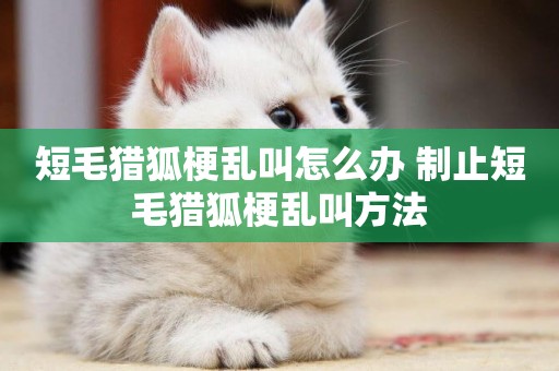 短毛獵狐梗亂叫怎么辦 制止短毛獵狐梗亂叫方法
