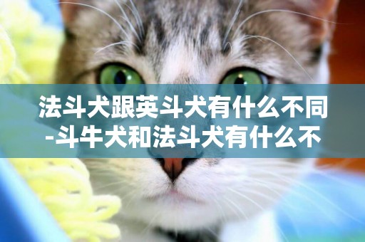 法斗犬跟英斗犬有什么不同-斗牛犬和法斗犬有什么不同
