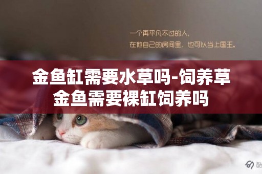 金魚缸需要水草嗎-飼養草金魚需要裸缸飼養嗎