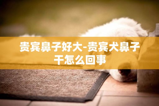 貴賓鼻子好大-貴賓犬鼻子干怎么回事