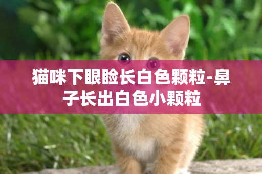 貓咪下眼瞼長白色顆粒-鼻子長出白色小顆粒